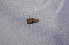 Cydia latiferreana