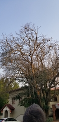Ploceus velatus