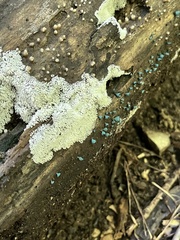 Ceratiomyxa fruticulosa