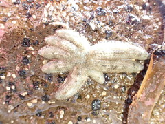 Allostichaster polyplax