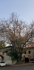Ploceus velatus