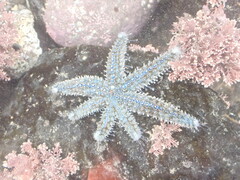 Allostichaster polyplax