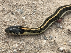 Thamnophis cyrtopsis