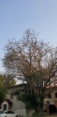 Ploceus velatus
