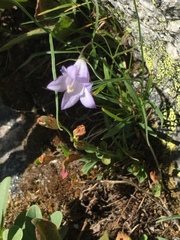 Campanula alaskana