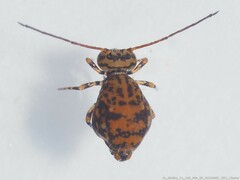 Ptenothrix marmorata