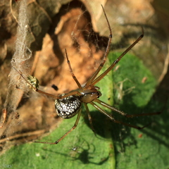 Floronia bucculenta