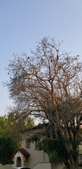 Ploceus velatus
