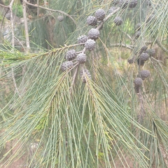 Allocasuarina littoralis