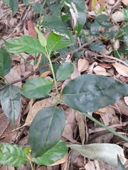 Gynochthodes jasminoides