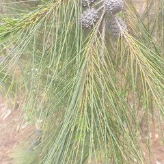 Allocasuarina littoralis