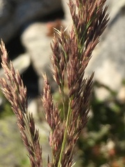 Calamagrostis