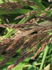 Calamagrostis