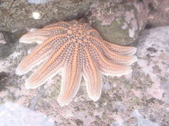 Stichaster australis