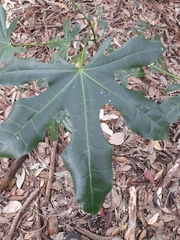 Brachychiton acerifolius