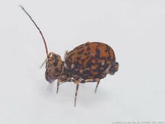 Ptenothrix marmorata