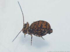 Ptenothrix marmorata