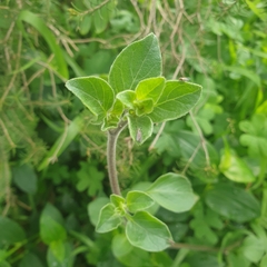 Salpichroa origanifolia