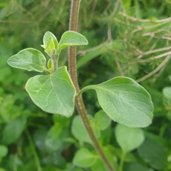 Salpichroa origanifolia