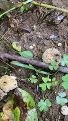 Lycoperdon marginatum