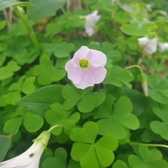 Oxalis incarnata