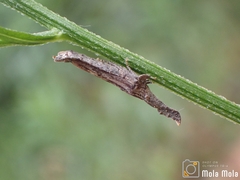 Nacolus