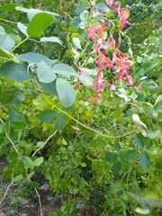 Pithecellobium unguis-cati