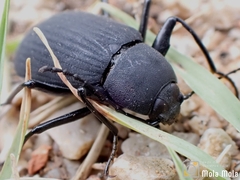 Plesiophthalmus davidis