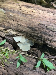 Tremella fuciformis