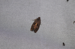 Cydia latiferreana