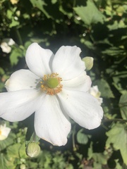 Anemoneae