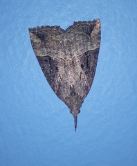 Hypena rostralis
