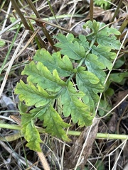 Tanacetum corymbosum