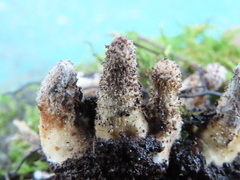Sordariomycetes