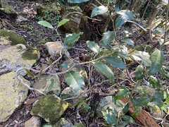 Olea capensis macrocarpa