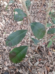 Glochidion ferdinandi