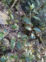 Olea capensis macrocarpa