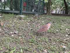 Gorsachius melanolophus