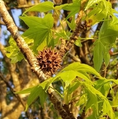 Liquidambar styraciflua