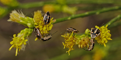 Bagrada hilaris