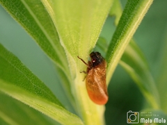 Eoscarta