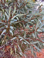 Eucalyptus dumosa