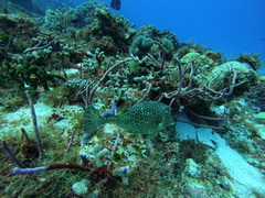 Acanthostracion polygonium