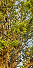 Liquidambar styraciflua
