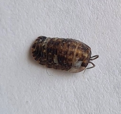 Oniscidea