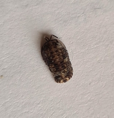 Oniscidea