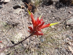 Castilleja linariifolia