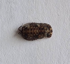 Oniscidea