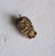 Oniscidea