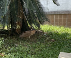 Gorsachius melanolophus